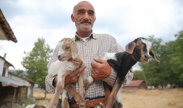 Orman Yangınından Kaçan Aile, Oğlaklarını 9 Kilometre Kucağında Taşıdı