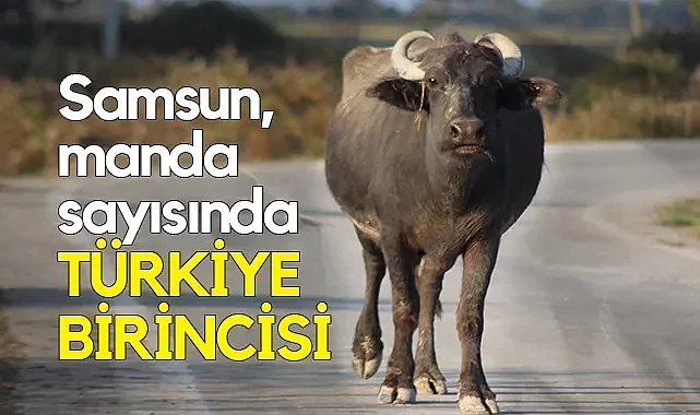 Samsun, 22 Bin Manda Varlığıyla Türkiye'de İlk Sırada
