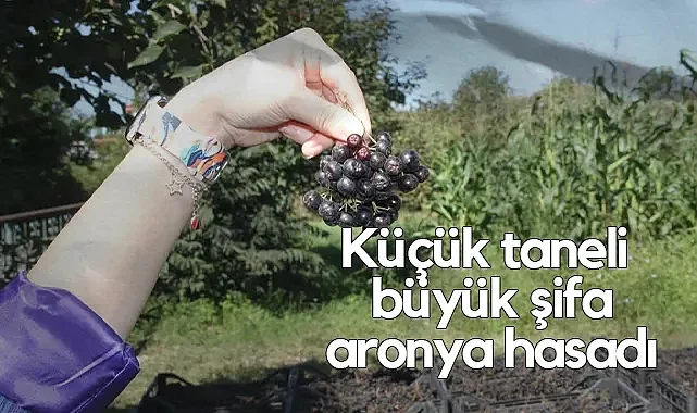 Samsun Çarşamba’da Aronya Hasadı Başladı