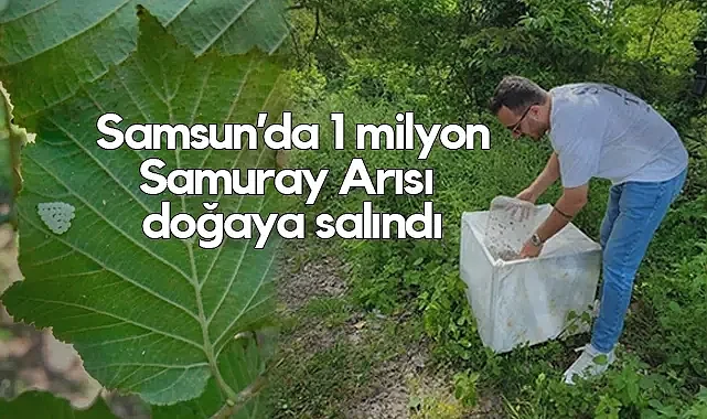 Samsun’da 1 Milyonun Üzerinde Samuray Arısı Doğaya Salındı