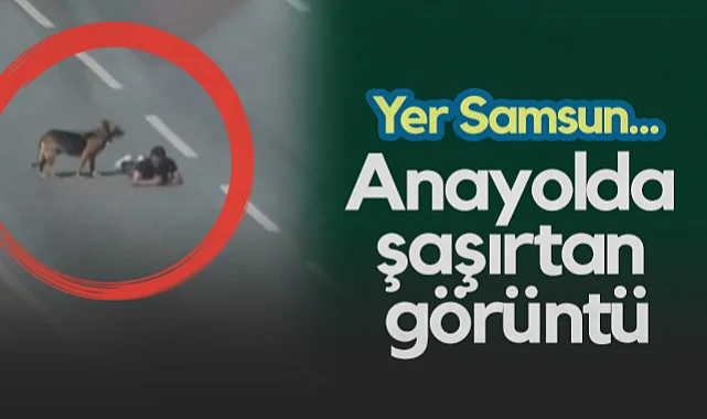 Samsun'da Anayolda Şaşırtan Görüntü: Yolun Ortasında Süründü