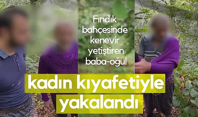 Samsun'da Fındık Bahçesinde Kenevir Yetiştiren Baba Oğul Tutuklandı