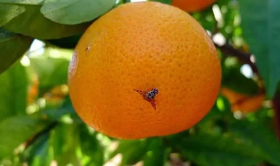 Samsun'da Kahverengi Kokarca'ya Karşı Yeni Hamle Başlatıldı