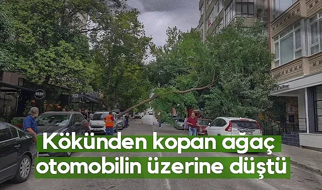 Samsun’da Kökünden Kopan Ağaç Otomobilin Üzerine Devrildi