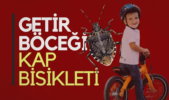 Samsun'da Öğrenciler Kahverengi Kokarca Böceği Toplayacak: En Çok Getirene Bisiklet