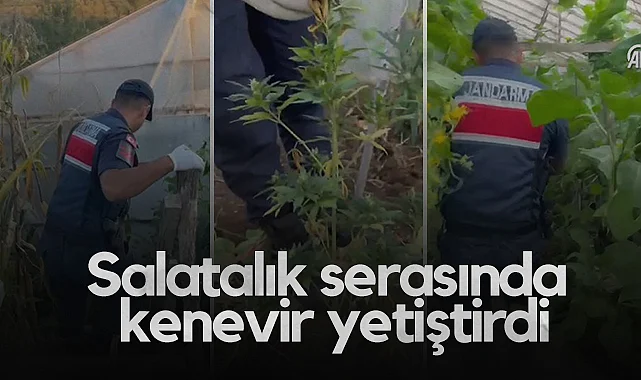Samsun'da Salatalık Serasında Kenevir Yetiştiren Şüpheli Yakalandı