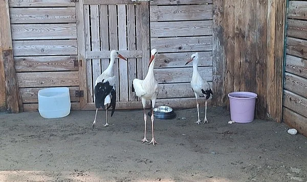 Samsun'daki Yaralı Leyleklere Kış Misafirliği