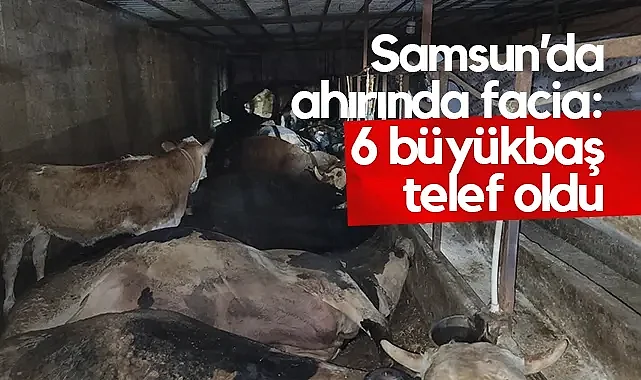 Samsun Tekkeköy'de Elektrik Akımı 6 Büyükbaşı Telef Etti