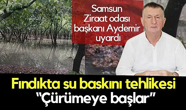 Samsun Ziraat Odası Başkanı Aydemir: Fındığı Toplama İmkanı Yok