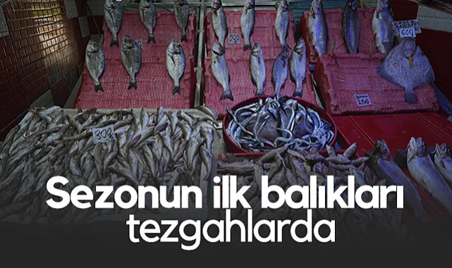 Sezonun İlk Balıkları Tezgahlara İndi, Gözler Hamsiye Çevrildi