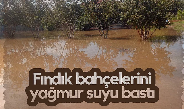 Terme'de Fındık Bahçelerini Yağmur Suyu Bastı