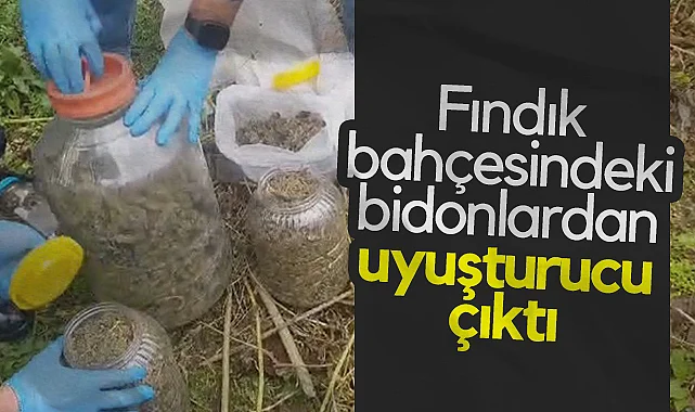 Terme'de Fındık Bahçesindeki Bidonlardan Uyuşturucu Çıktı