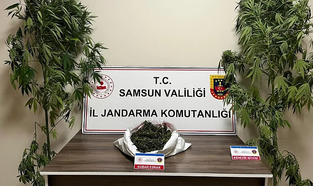 Terme'de Jandarmadan Nefes Kesen Operasyon: 3 Kilo Esrar ve Kenevir Bitkisi Yakalandı!