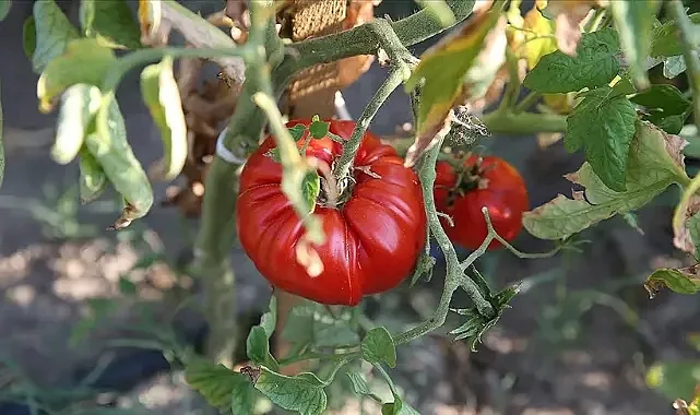 Türkiye Domateste Dünya Üçüncüsü