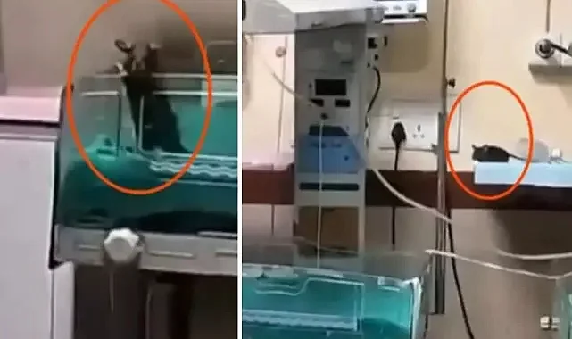 Yenidoğan Ünitesinde Fare Skandalı: İki Bebek Hayatını Kaybetti