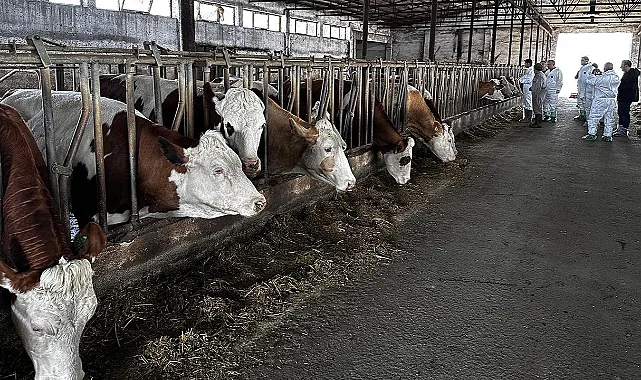 Alaçam ve Çarşamba'da Bazı Mahalleler Karantinada: Hastalık İnsanlara Bulaşır mı?