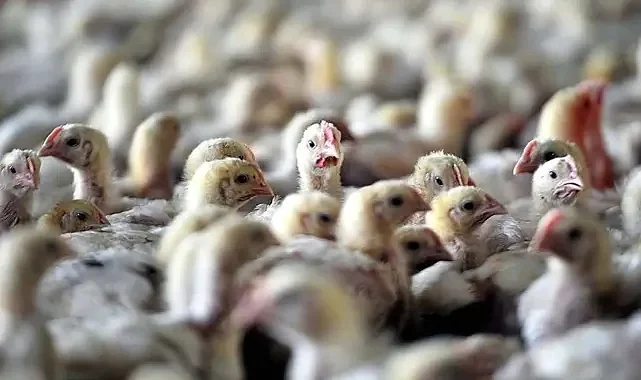 Almanya’da Kuş Gribi Alarmı: Saarland Eyaleti Kümes Hayvanları İçin Karantina Başlattı