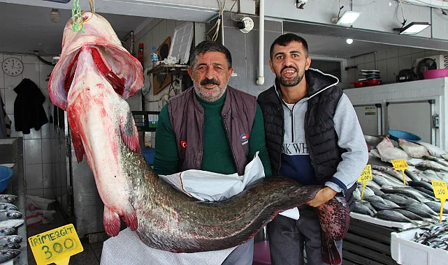 Altınkaya Barajı’nda Dev Yayın Balığı Yakalandı