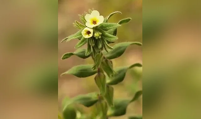 Amasya Endemiği Bağ Havacivası Baraj Gölünden Kurtarıldı