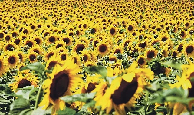 Ayçiçeği Yağında Yeni Dönem: Rusya Vergi Süresini Uzattı