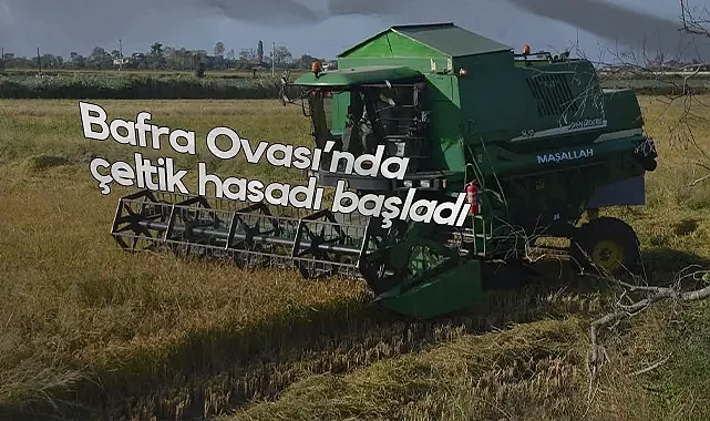 Bafra Ovası’nda Çeltik Hasadı Üreticinin Yüzünü Güldürüyor
