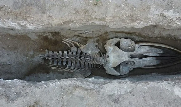Bilime Nefes Aldıran Keşif: Fin Balinasının Dev İskeleti Çıkarılıyor