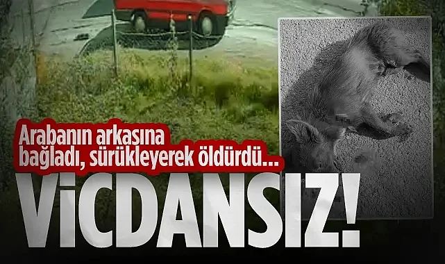 Böylesi Vicdansızlık! Samsun'da Köpeği Otomobil Arkasında Sürükleyerek Öldürdü! Serbest Kaldı...