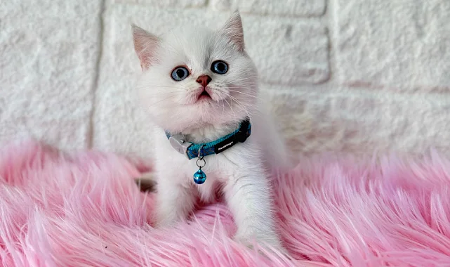 British Shorthair Kedisi Hakkında Bilgilendirme