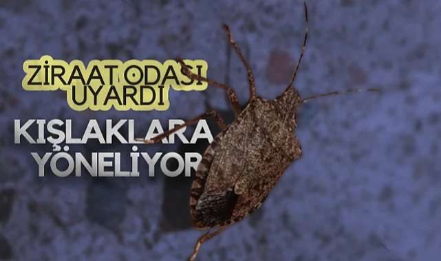 Çarşamba Ziraat Odası Uyardı: Kahverengi Kokarca Zararlısı Kışlaklara Yöneliyo