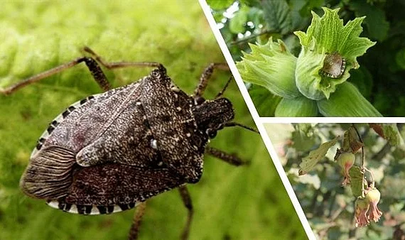 Çiftçinin Kâbusu Kahverengi Kokarca İçin Uzman Uyarısı: Ciltte Alerji ve Tahrişe Yol Açabilir