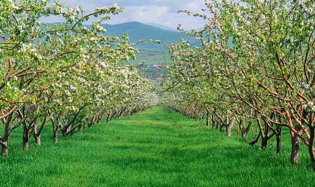 Don Olaylarına Karşı Ağaçları Nasıl Koruyabiliriz?
