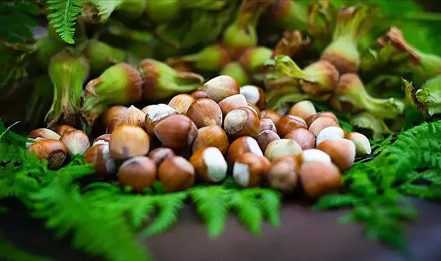Giresun Kalite Fındıkta Rekor: 352,50 TL’ye Kadar Alıcı Buldu