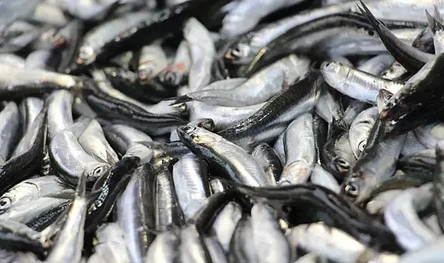 Hamside Tehlike Çanları: Av Miktarı Yarı Yarıya Düştü