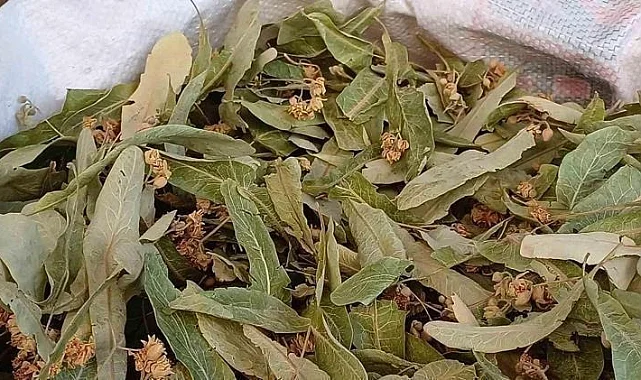 Kışın Şifa Deposu Ihlamur, Yanlış Demlenirse Böbrekleri Yoruyor