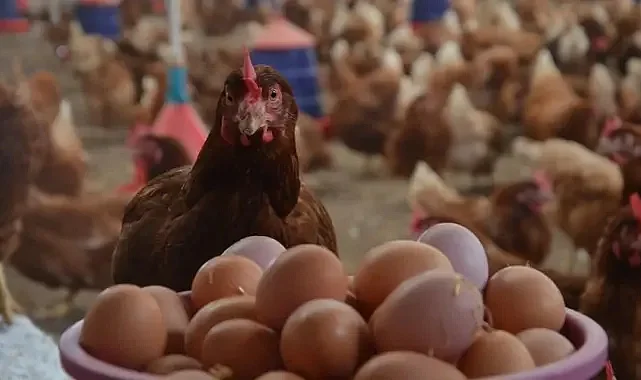 Kuş Gribi Kabusu Geri Döndü! 2,5 Milyon Hayvan İtlaf Edildi