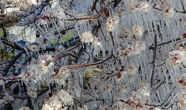 Meteoroloji’den 5 Şehre Zirai Don Uyarısı! Çiftçiler Dikkat
