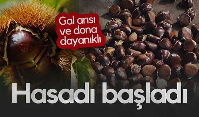 OMÜ'de Gal Arısı ve Dona Dayanıklı Kestane Çeşitlerinde Hasat Başladı