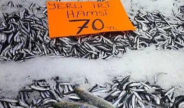 Ordu’da Hamsi Bolluğu! Fiyatlar 70 Liraya Geriledi