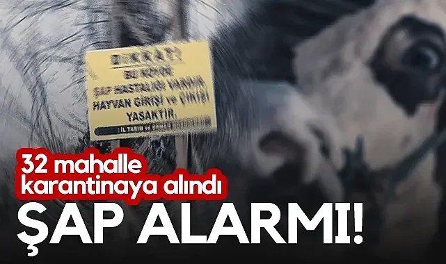 Samsun'da Şap Hastalığı Alarmı: 32 Mahalle Karantinaya Alındı