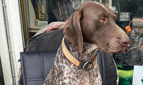Samsun Bafra’da Kurzuar Cinsi Av Köpeği Kayboldu