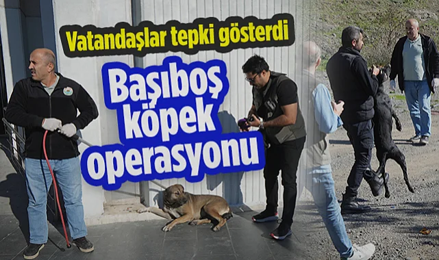 Samsun'da Başıboş Köpek Operasyonu: Vatandaşlar Tepki Gösterdi