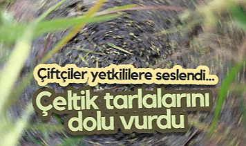 Samsun'da Çeltik Tarlalarını Dolu Vurdu