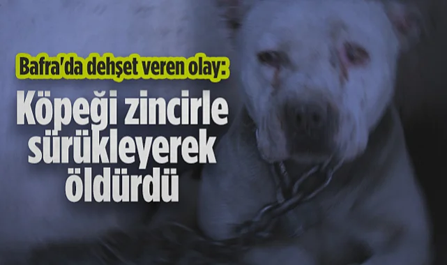 Samsun'da Dehşet Veren Olay: Köpeği Zincirle Sürükleyerek Öldürdü İddiası