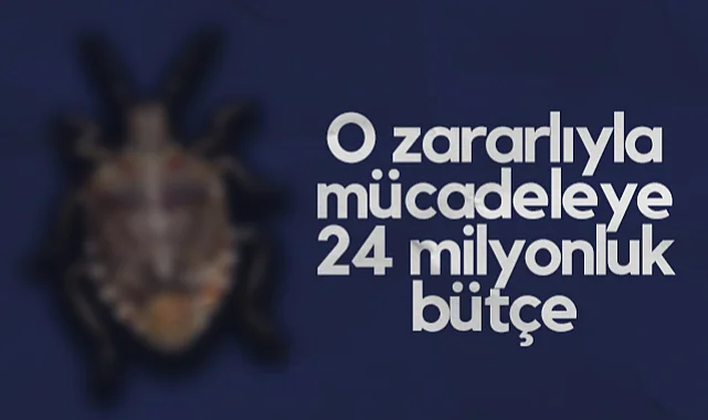 Samsun'da Kahverengi Korkarca İle Mücadeleye 24 Milyon Bütçe Ayrıldı