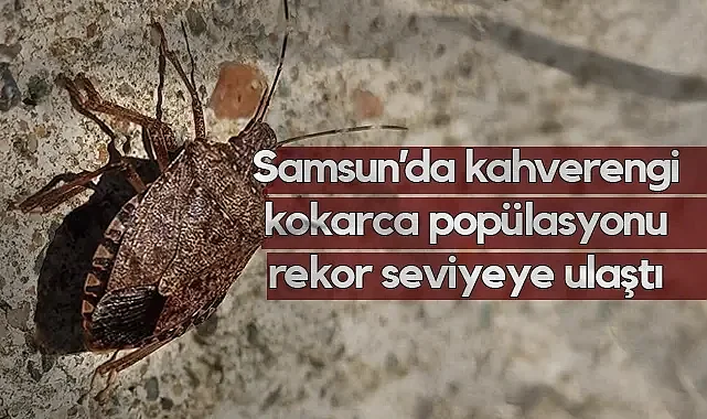 Samsun’da Kokarca Alarmı: Uzmanlar Bahar Aylarına Dikkat Çekti