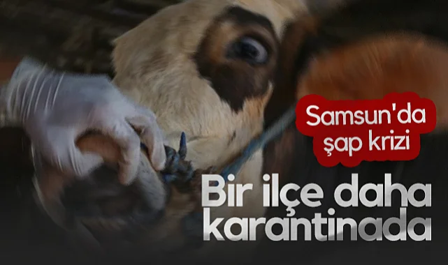 Samsun'da Şap Krizi: Bir İlçe Daha Karantinada