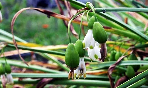 Samsun’da Tıbbi Ve Aromatik Bitkilerden 1,2 Milyon TL Gelir