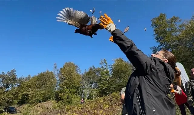 Samsun'dan Gönderildiler! Kokarca Kabusuna Karşı 250 Sülün Sahada!