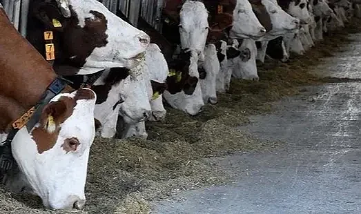 Samsun’un Bazı Mahallelerinde Şap Karantinası Başlatıldı