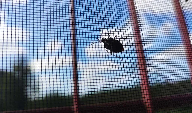 Terme'de Kahverengi Kokarca Alarmı: Evlere Akın Etmeye Başladılar